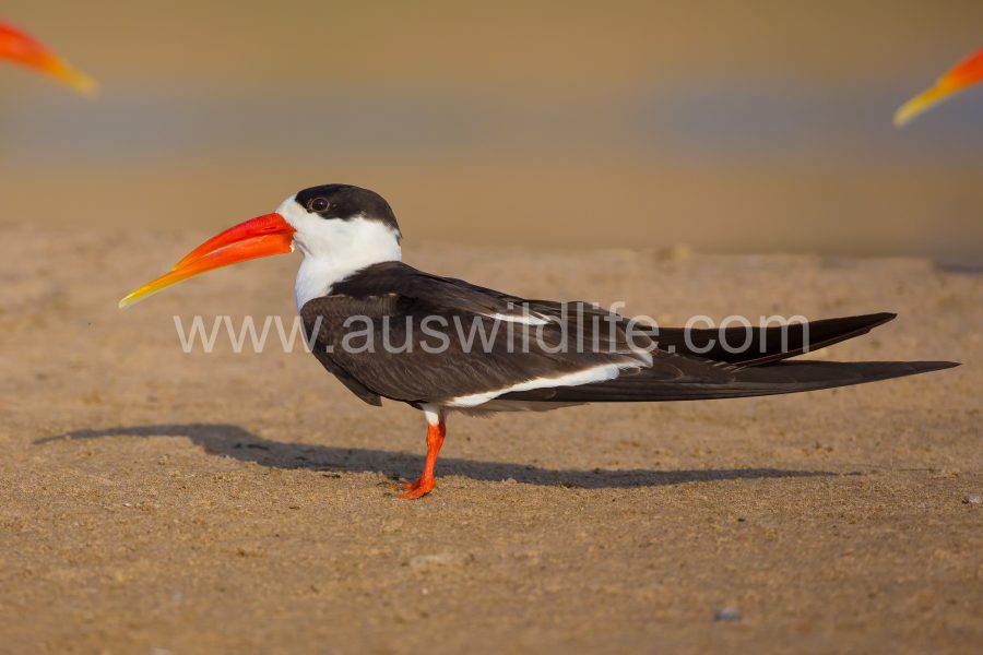 indian-skimmer-rynchops-albicollis