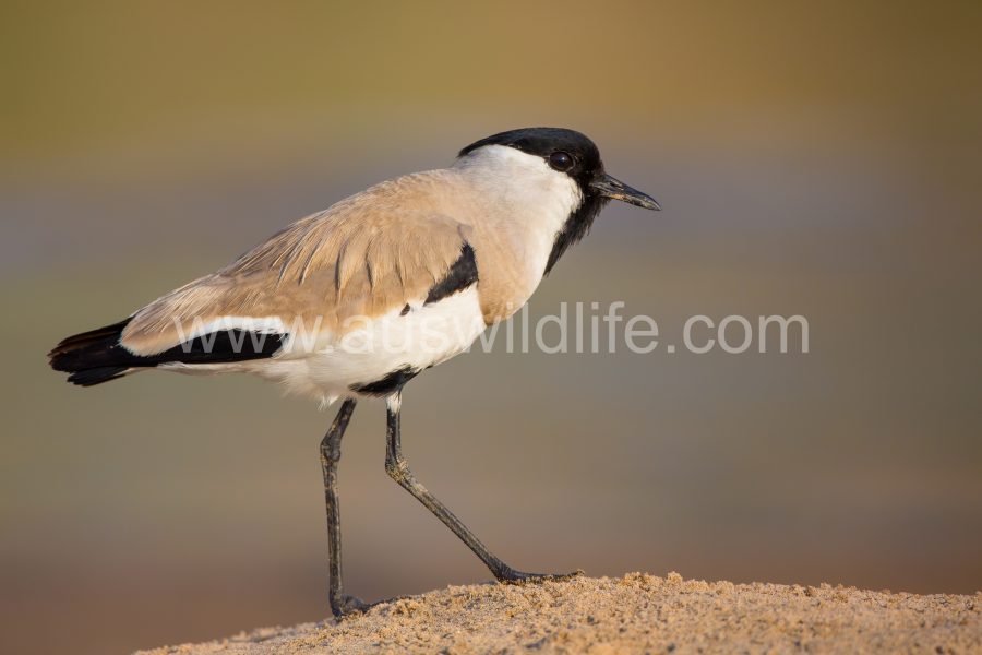 river-lapwing-vanellus-duvaucelii