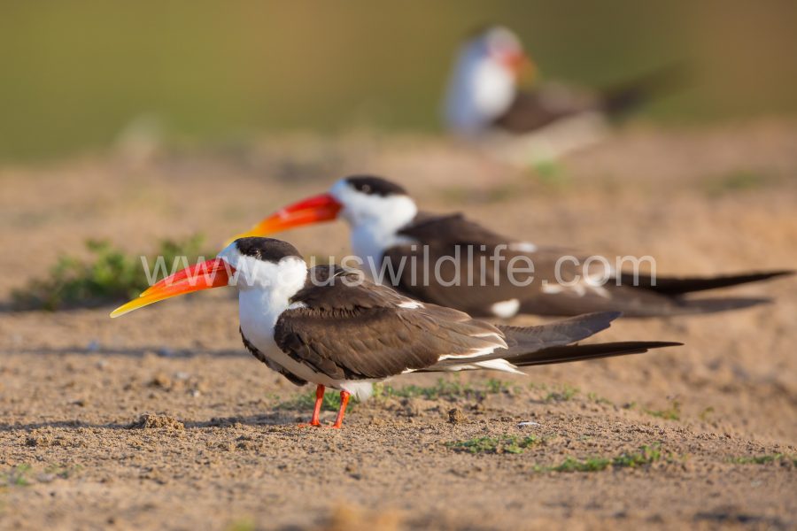 indian-skimmer-rynchops-albicollis-2