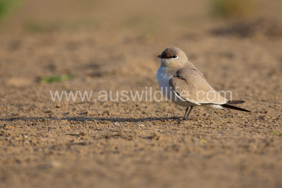 small-pratincole-glareola-tactea-4