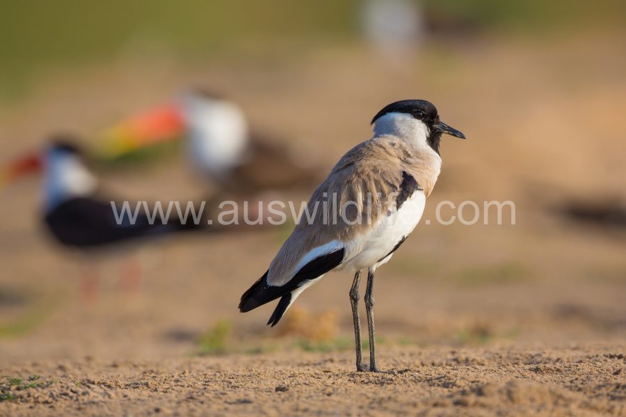river-lapwing-vanellus-duvaucelii-2