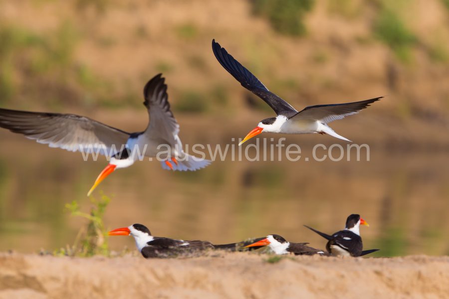 indian-skimmer-rynchops-albicollis-5