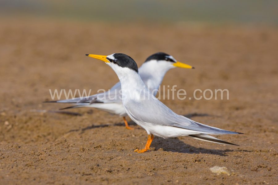 little-tern-sternula-albifrons