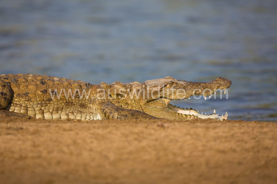 mugger-crocodile-indian-indus-persian-or-marsh-crocodile-crocodylus-palustris