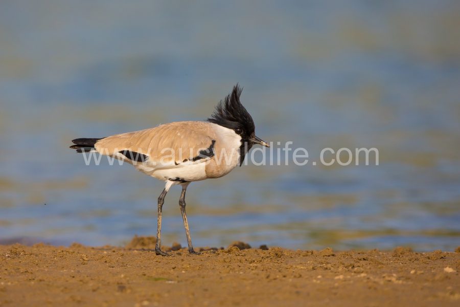 river-lapwing-vanellus-duvaucelii-3
