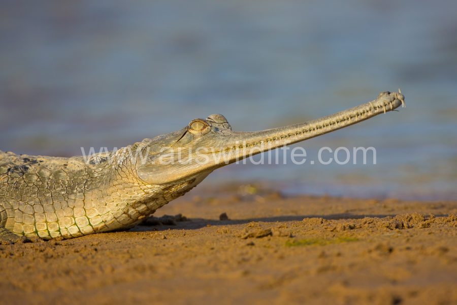gharial-gavialis-gangeticus