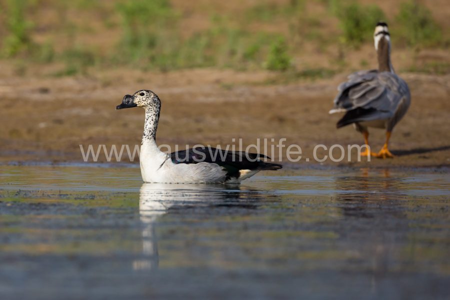 knob-billed-duck-sarkidiornis-melanotus