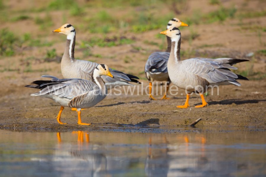 bar-headed-goose-anser-indicus-3