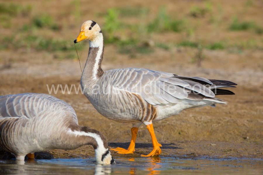 bar-headed-goose-anser-indicus-4