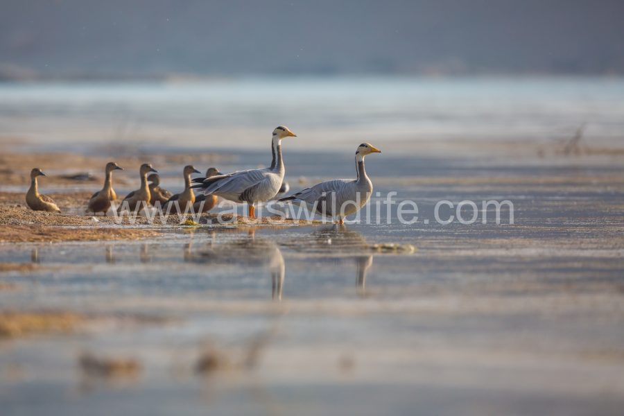lesser-whistling-ducks-and-bar-headed-geese-dendrocygna-javanica-and-anser-indicus