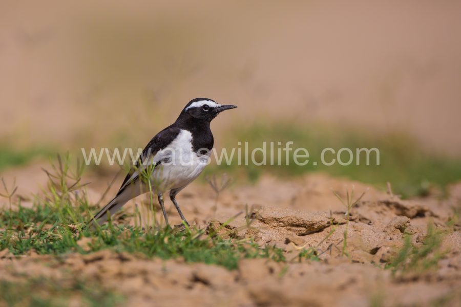 white-wagtail-motacilla-alba