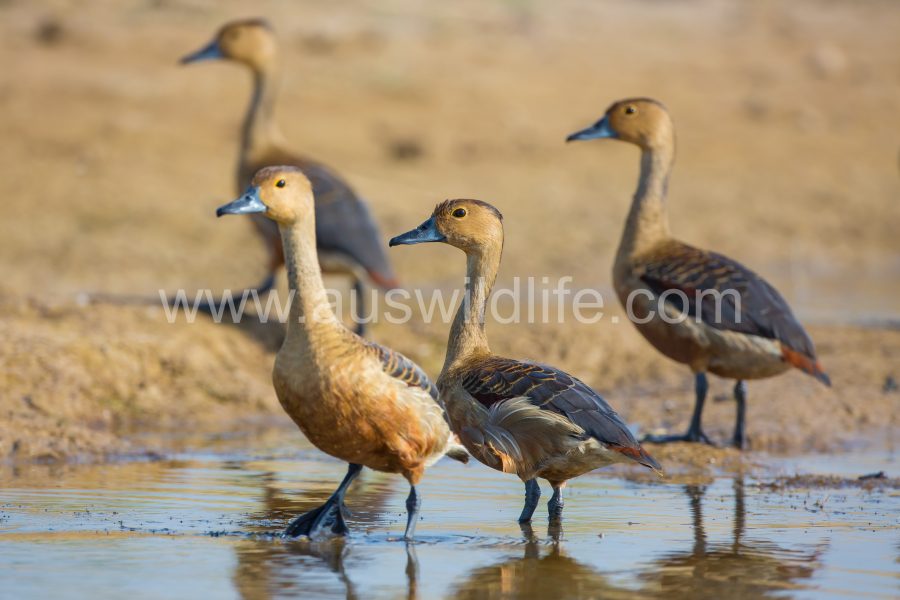 lesser-whistling-duck-dendrocygna-javanica-3