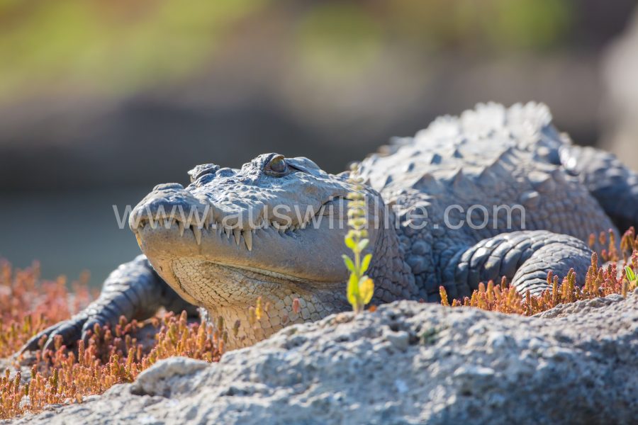 mugger-crocodile-indian-indus-persian-or-marsh-crocodile-crocodylus-palustris-2