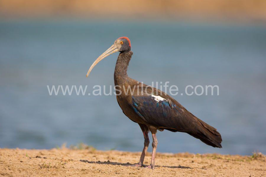 red-naped-ibis-pseudibis-papillosa