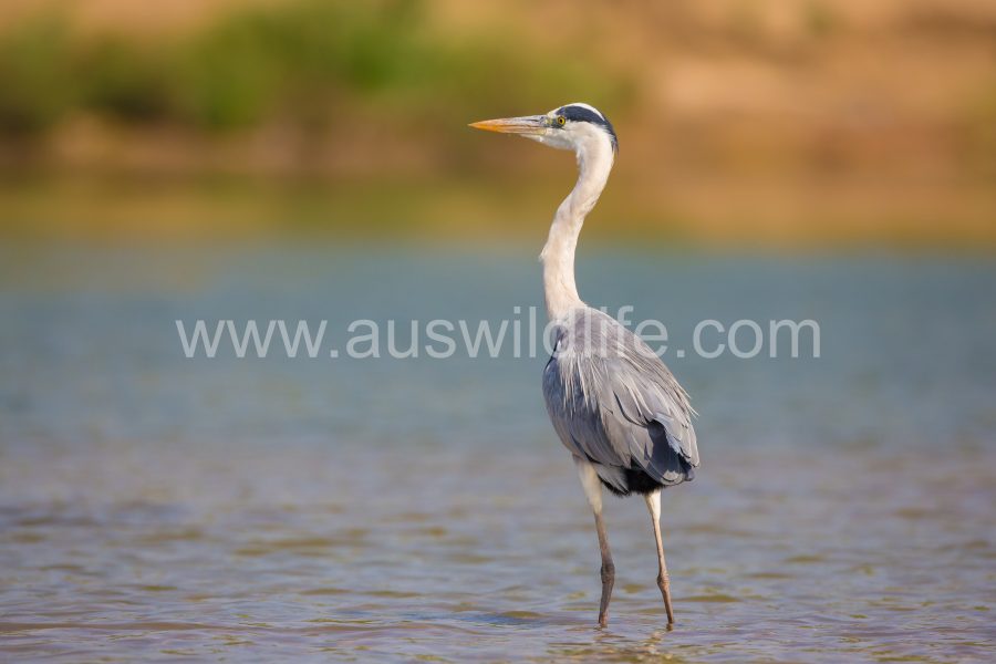 grey-heron-ardea-cinerea