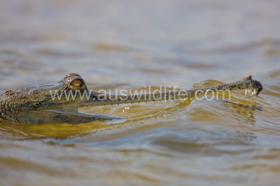 gharial-gavialis-gangeticus-4