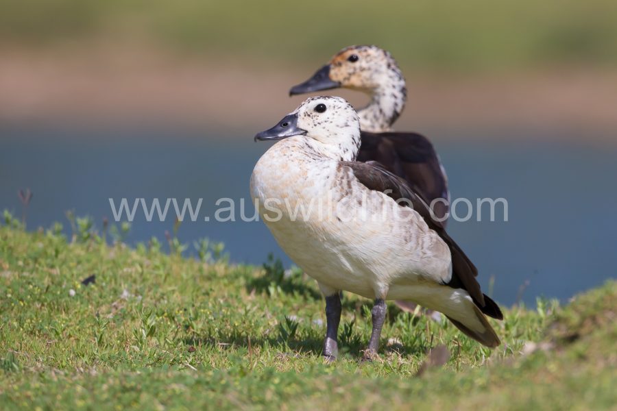 knob-billed-duck-sarkidiornis-melanotus-2