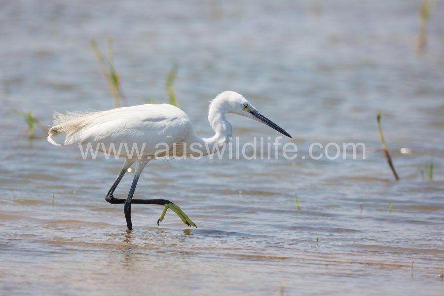little-egret-egretta-garzetta-2