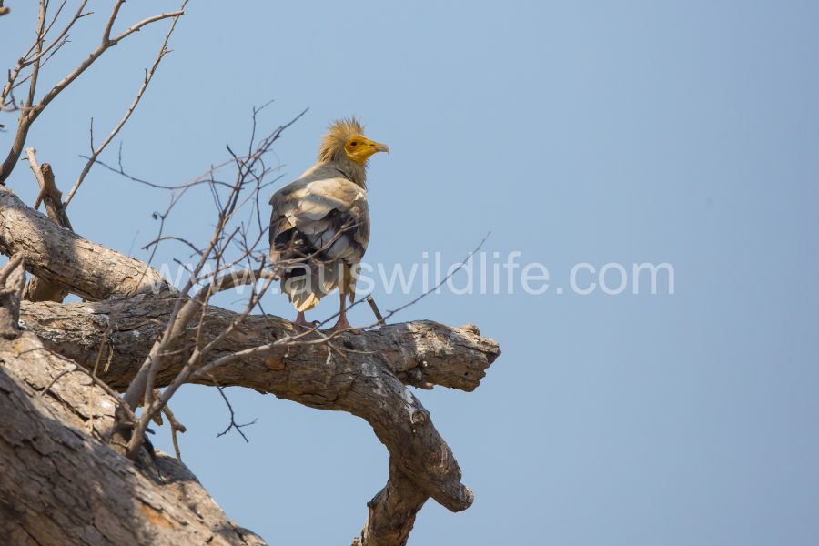 egyptian-vulture-neophron-percnopterus