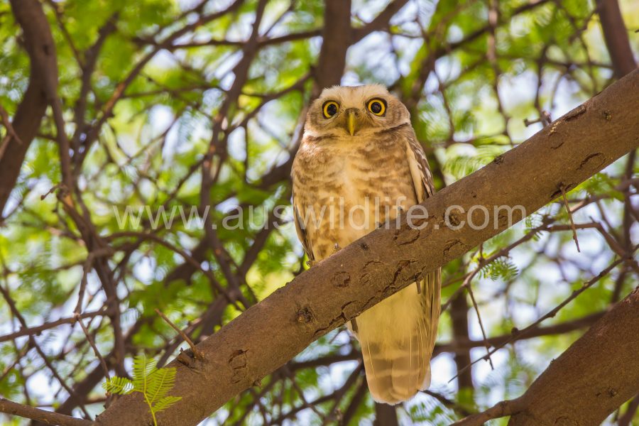 spotted-owlet-athene-brama