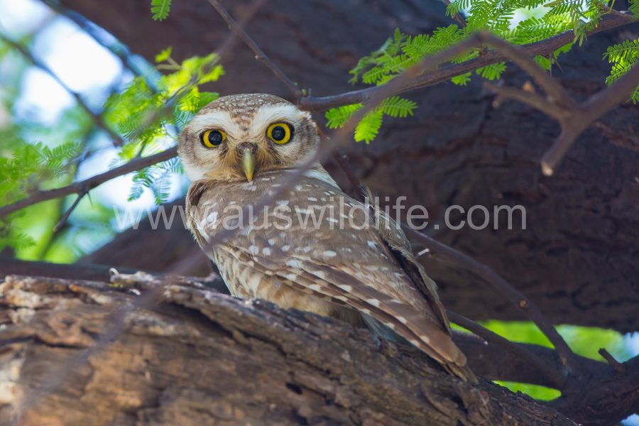 spotted-owlet-athene-brama-2