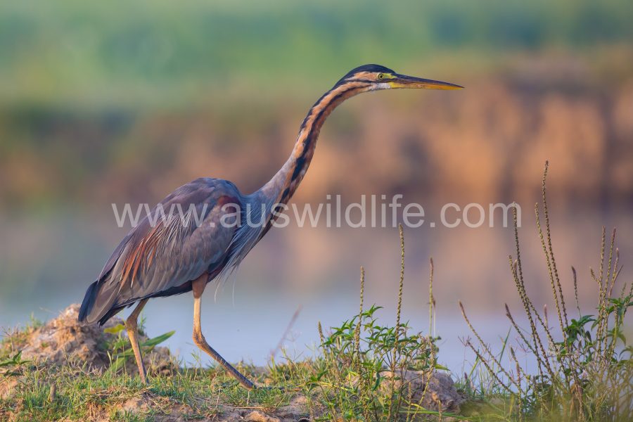 purple-heron-ardea-purpurea