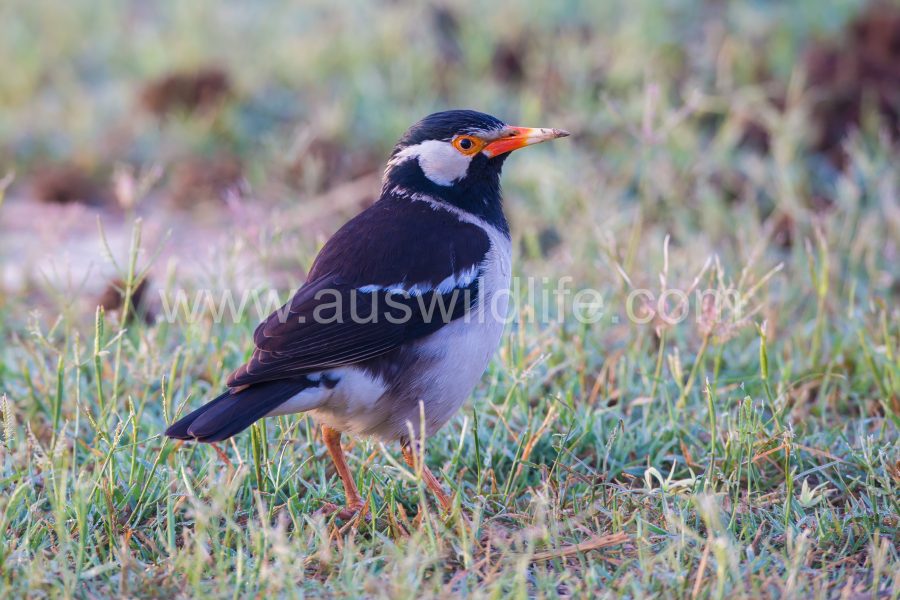 asian-pied-starling-gracupica-contra-2