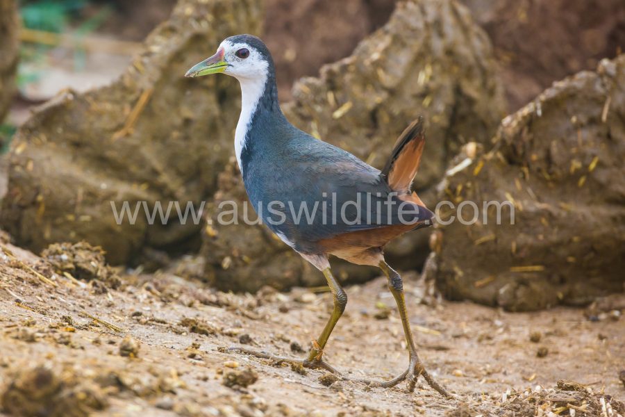 white-breasted-waterhen-amaurornis-phoenicurus