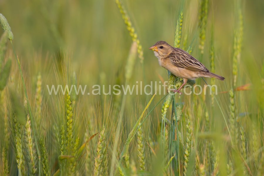 baya-weaver-ploceus-philippinus-2