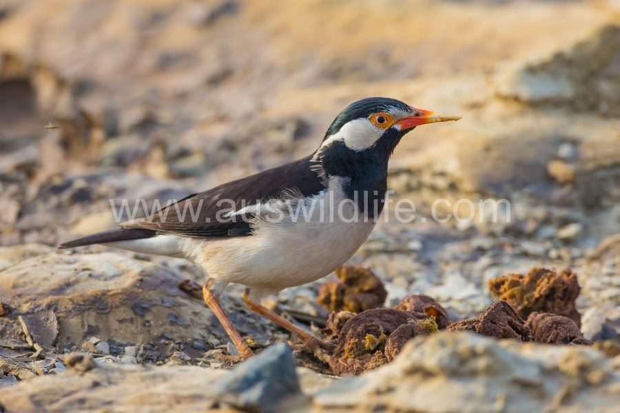 asian-pied-starling-gracupica-contra-3
