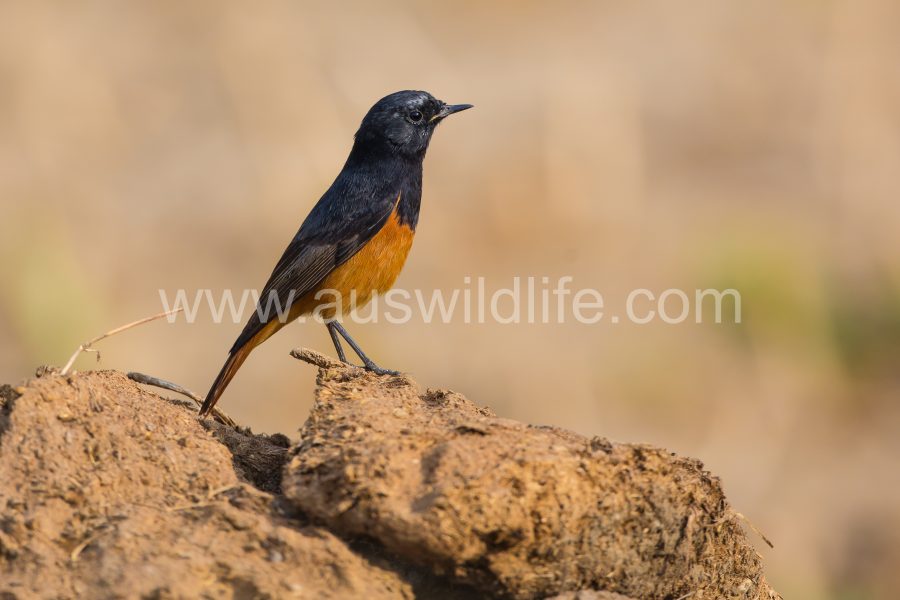 black-redstart-phoenicurus-ochruros