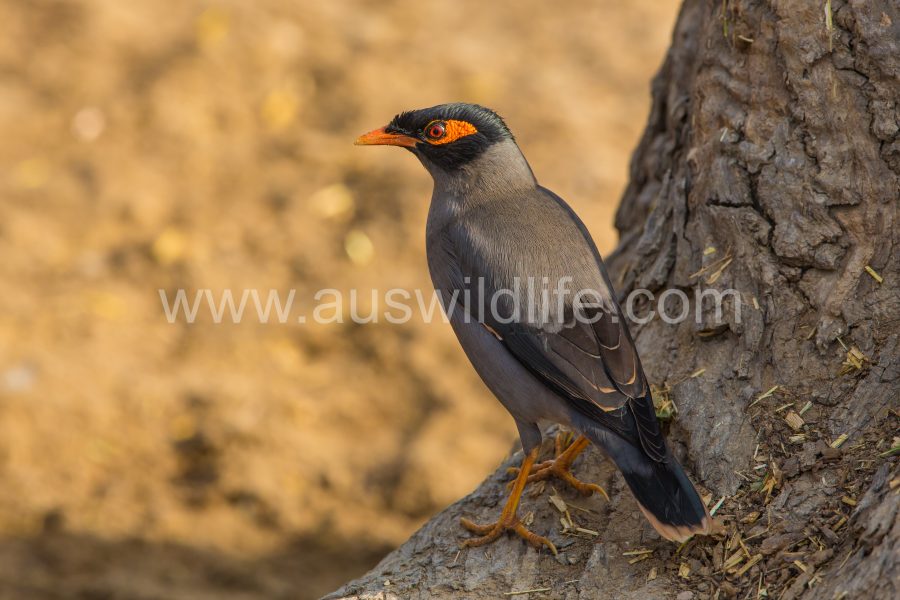 bank-myna-acridotheres-ginginianus-3