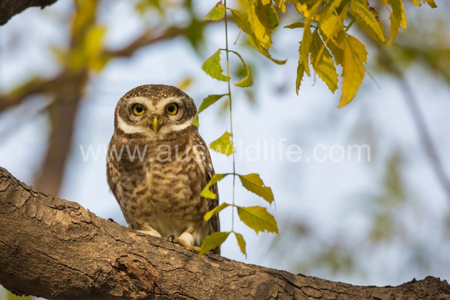 spotted-owlet-athene-brama-3
