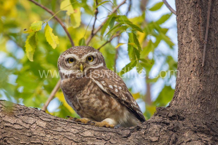 spotted-owlet-athene-brama-4