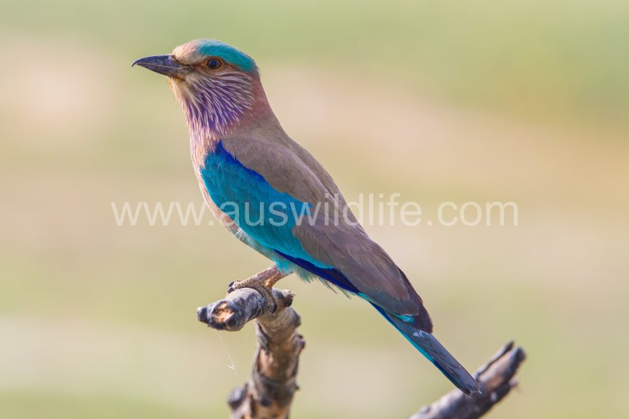 indian-roller-coracias-garrulus-2