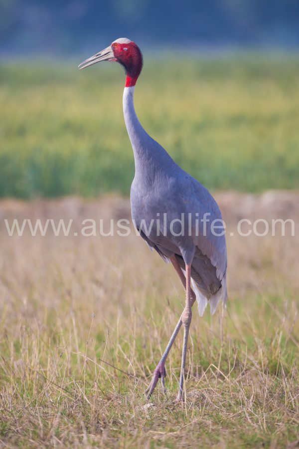 sarus-crane-grus-antigone-2
