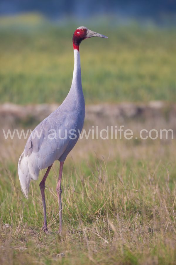 sarus-crane-grus-antigone-3