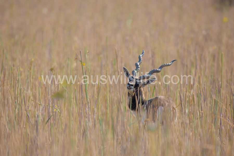 black-buck-antilope-cervicapra-7