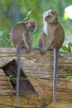 long-tailed-macaque-macaca-fascicularis-5