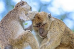 long-tailed-macaque-macaca-fascicularis-6