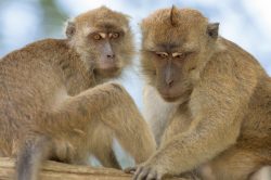 long-tailed-macaque-macaca-fascicularis-7