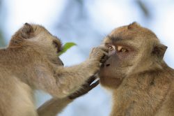 long-tailed-macaque-macaca-fascicularis-8