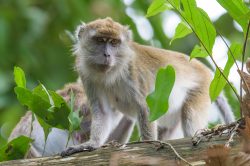 long-tailed-macaque-macaca-fascicularis-9