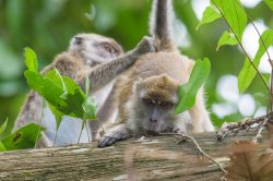long-tailed-macaque-macaca-fascicularis-10