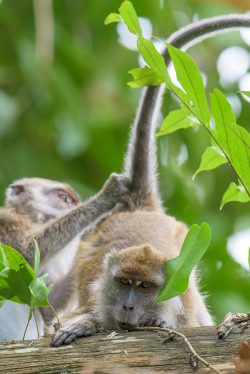 long-tailed-macaque-macaca-fascicularis-11