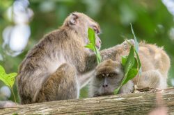 long-tailed-macaque-macaca-fascicularis-12