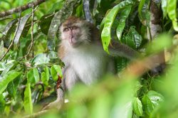 long-tailed-macaque-macaca-fascicularis-14