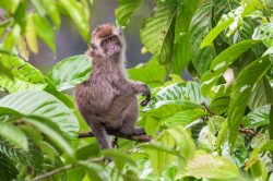 long-tailed-macaque-macaca-fascicularis-17