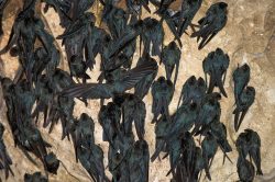 white-bellied-swiftlets-collocalia-esculenta