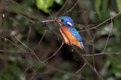 blue-eared-kingfisher-alcedo-meninting